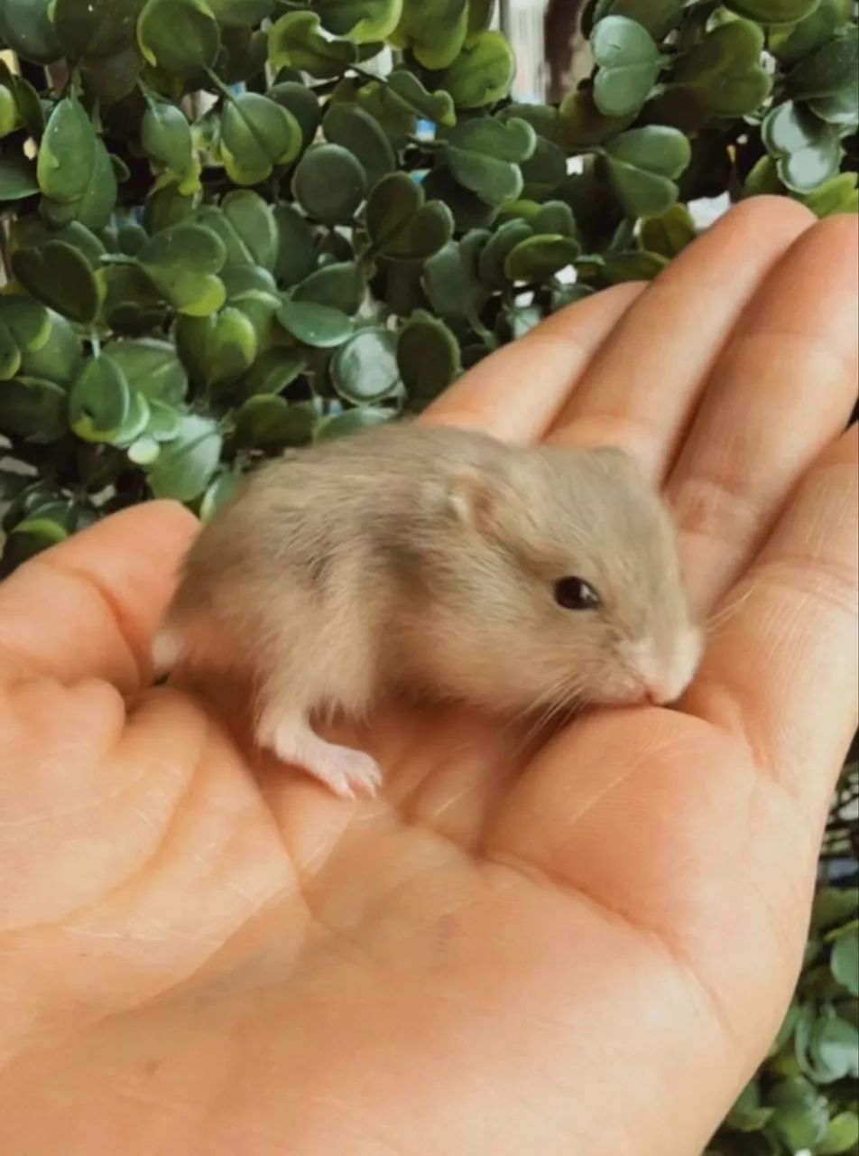 Filhote Hamster Anão russo  - Foto 3
