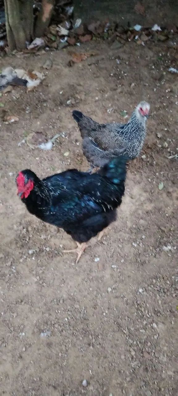 Vende-se - Foto 2