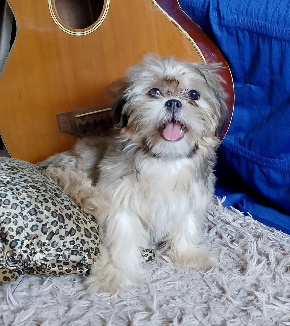 Filhote de Shih Tzu  fêmea 