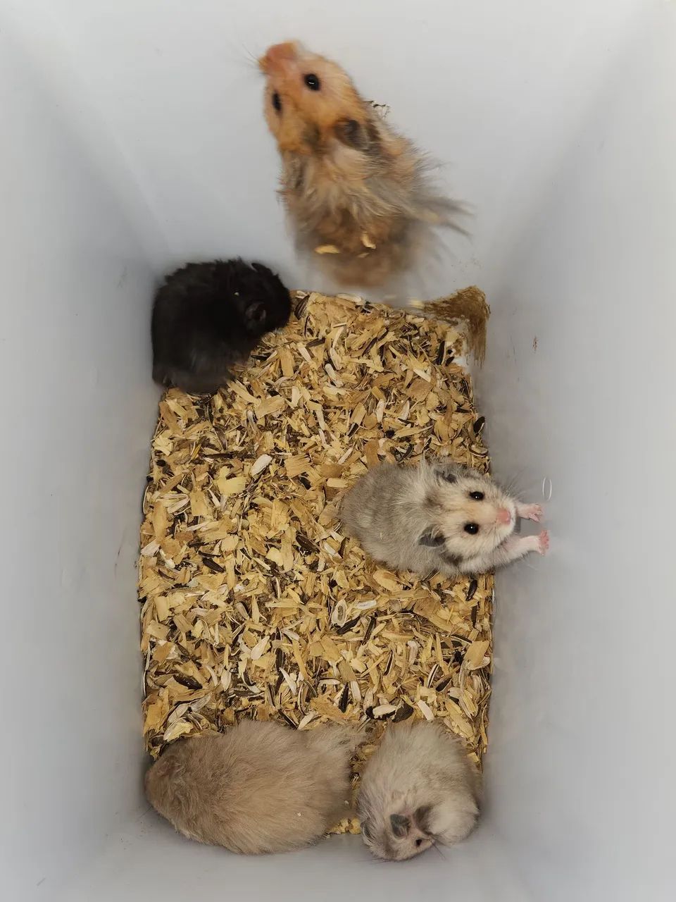 Hamsters  - Foto 2