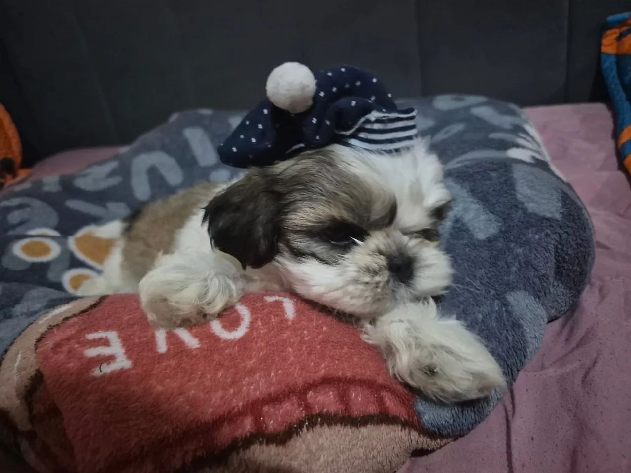 ? Filhotes de Shih Tzu Micro Disponíveis! - Foto 5