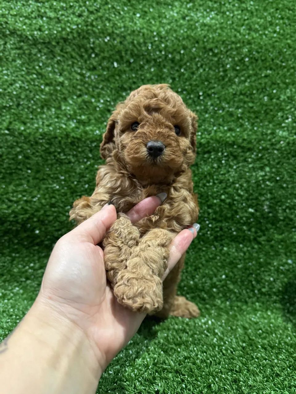 Poodle Toy Red e Abricot  - Foto 4