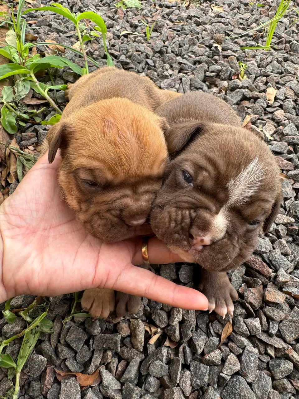 Buldogue Campeiro  - Foto 2