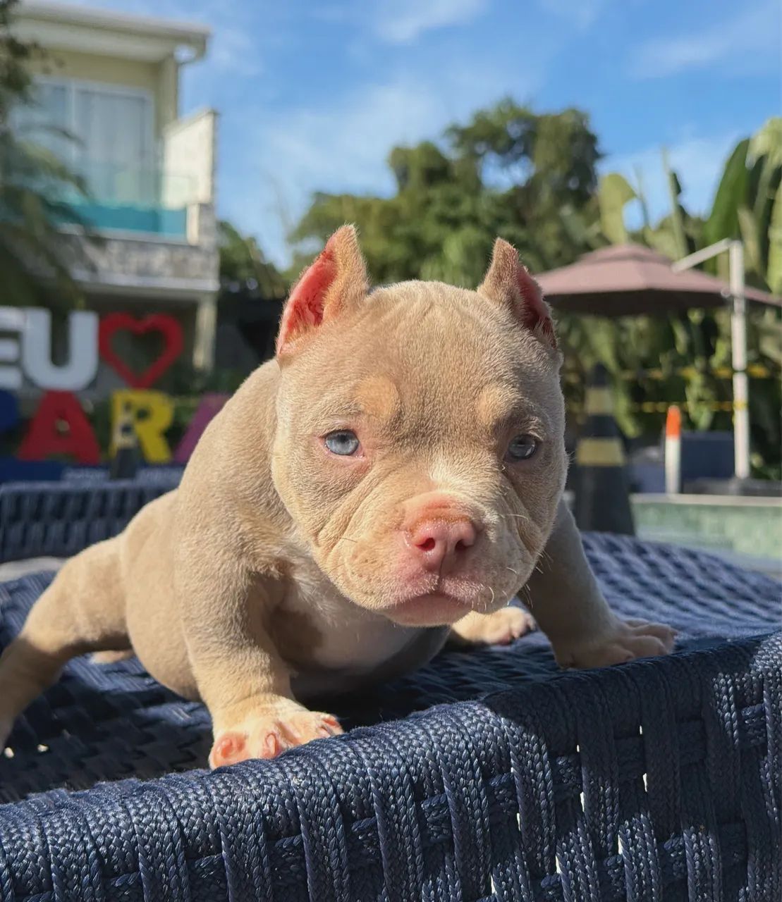 American bully