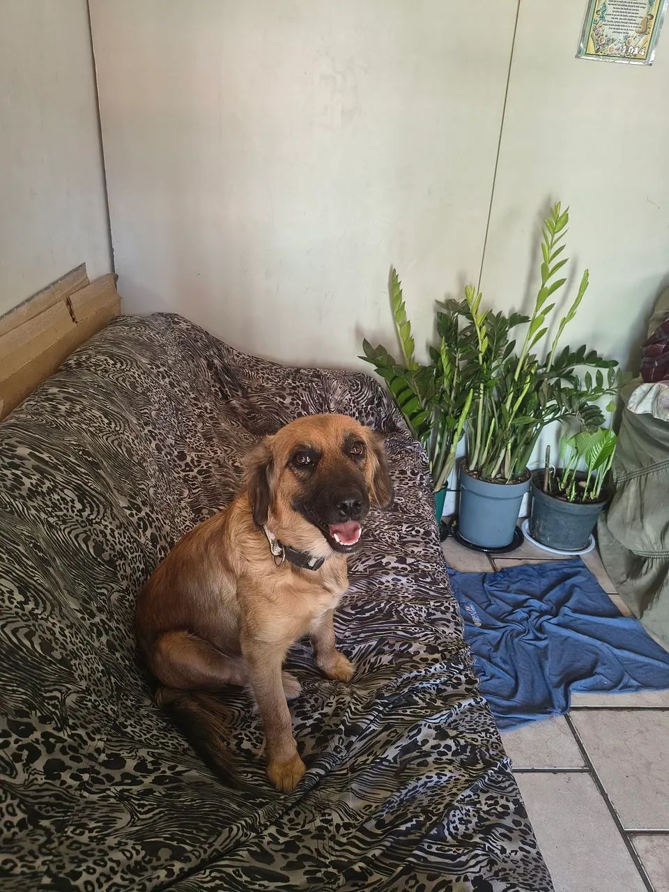 Adoção Responsável  - Foto 2