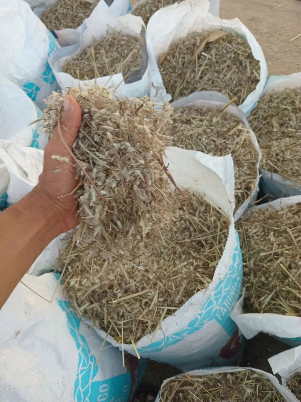 Semente de capim andropogon  - Foto 5