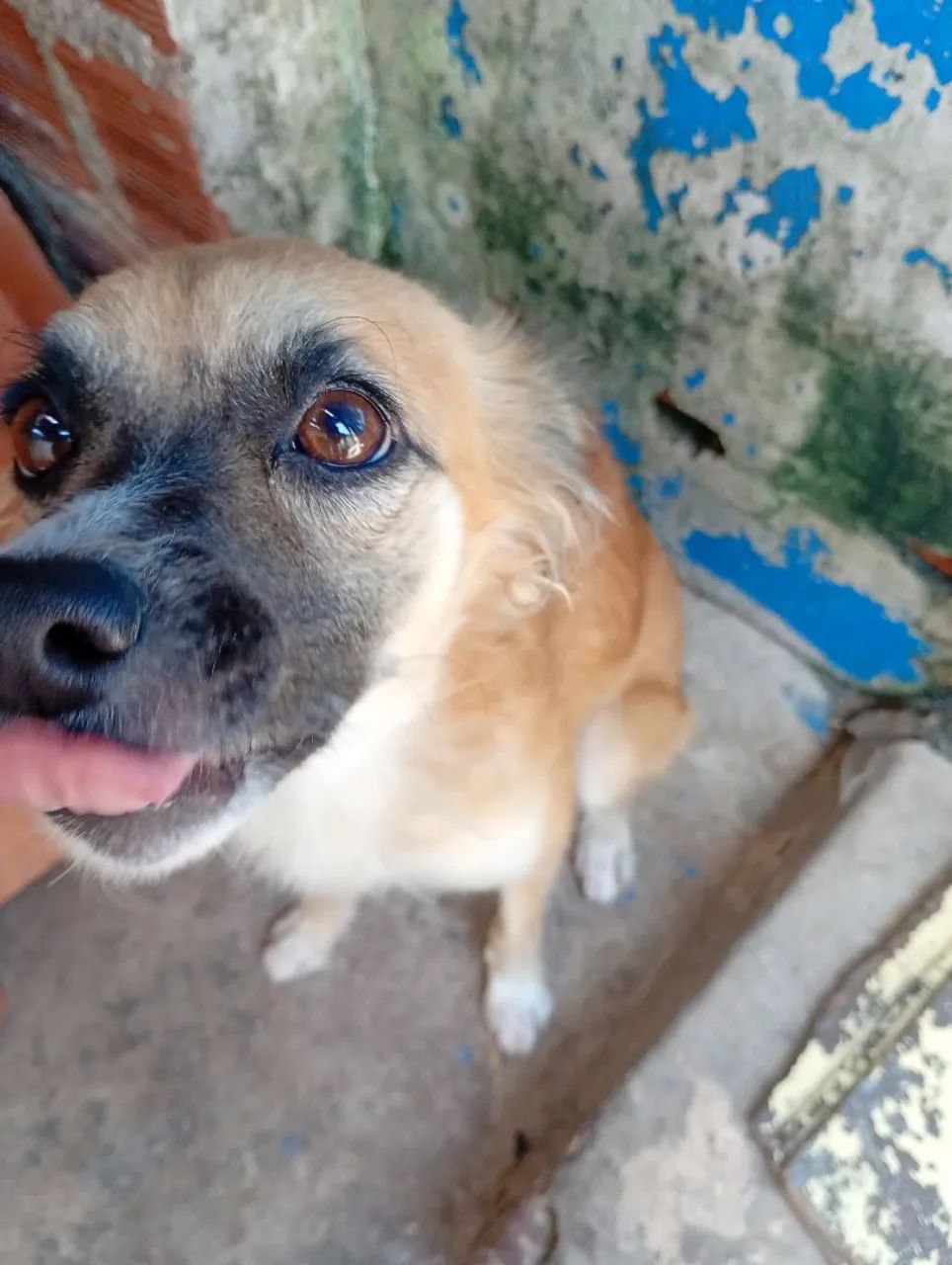 Casal de Cães para Doação  - Foto 2