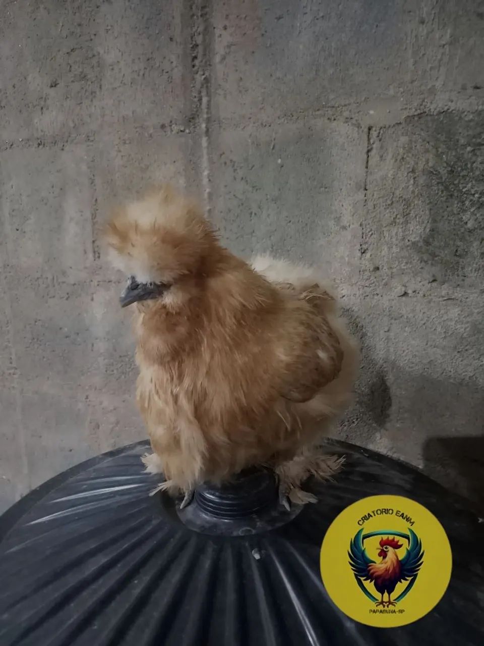 Sedosa do japão buff