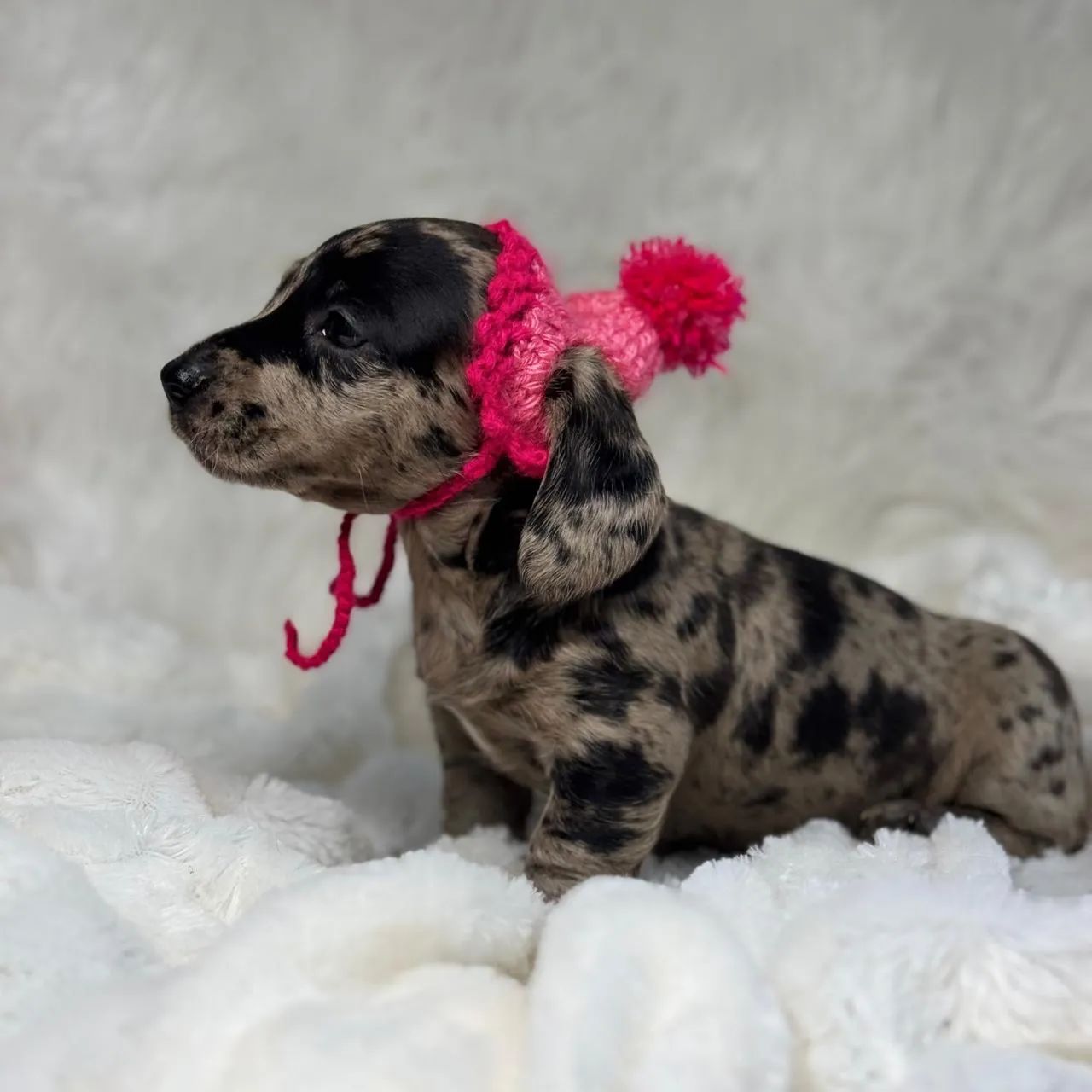 Dachshund Arlequim (Dapple) 