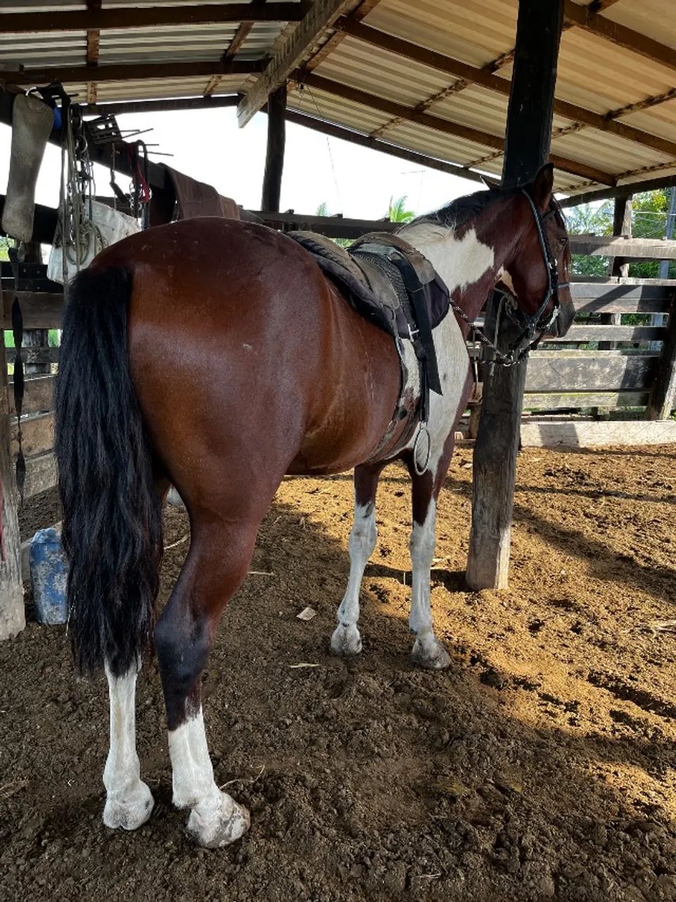 Cavalo - Foto 4
