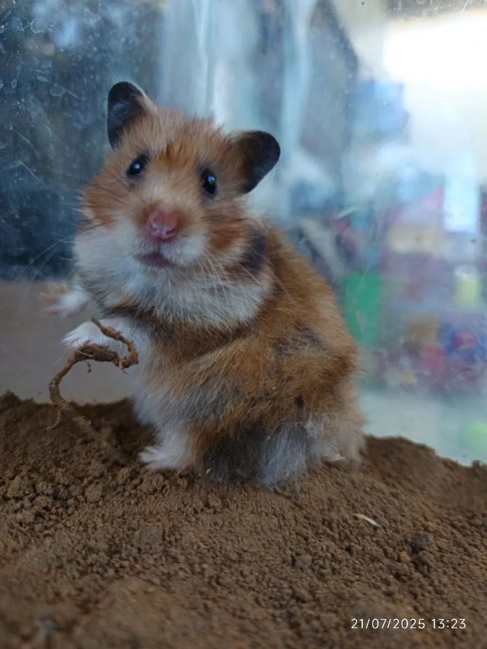 Hamster angorá sírio Maceió  - Foto 5
