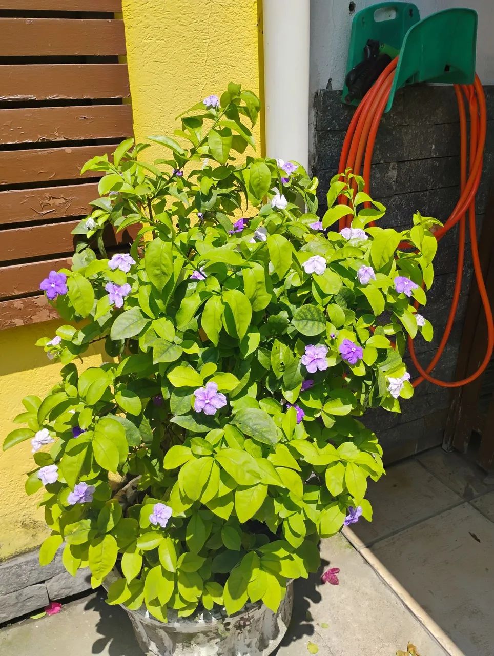 Planta Manacá de Cheiro