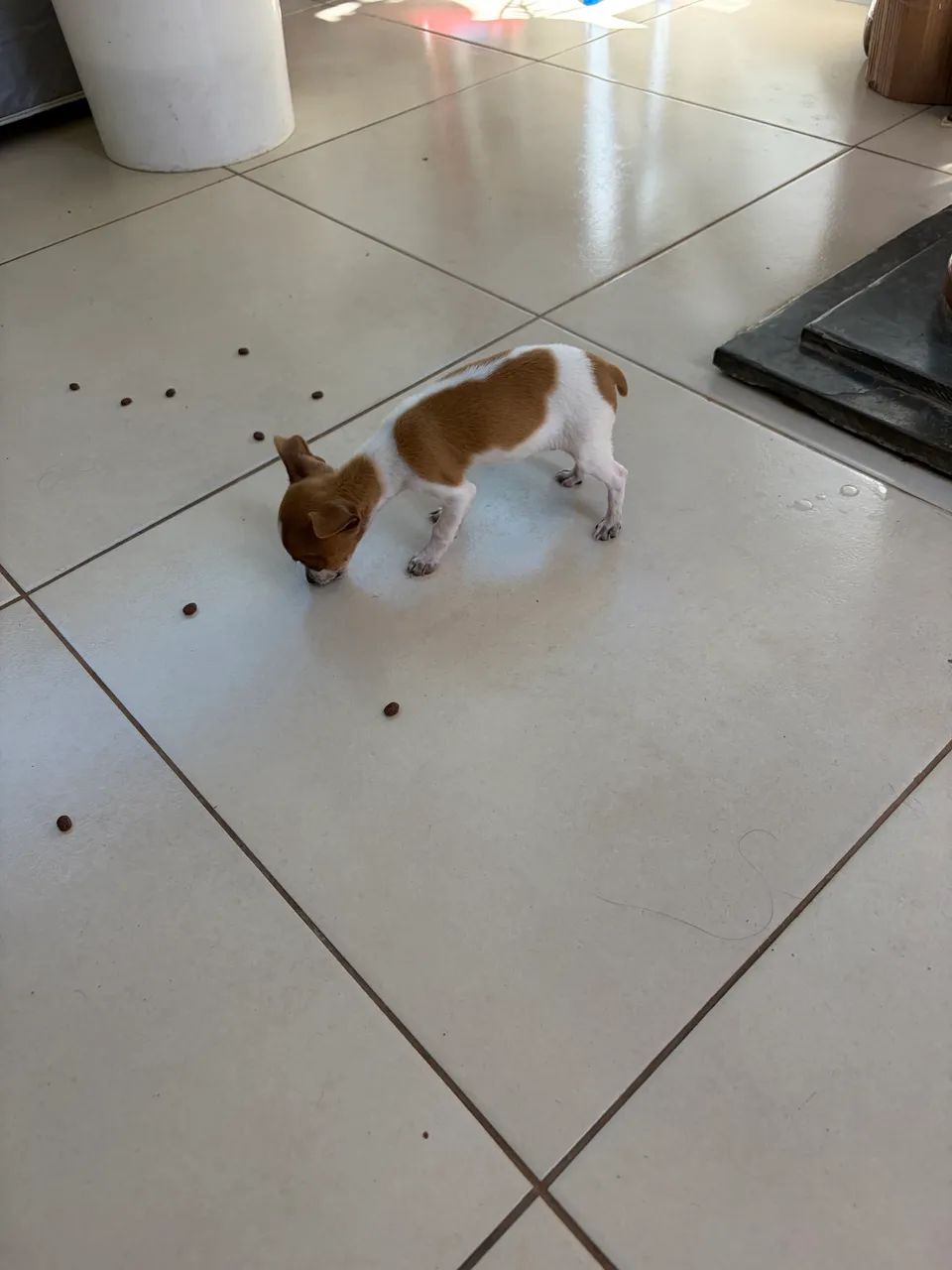 Filhote de pinscher Zero
