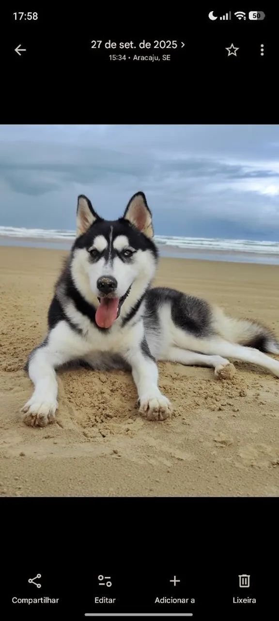 Vendo husky fêmea  - Foto 5