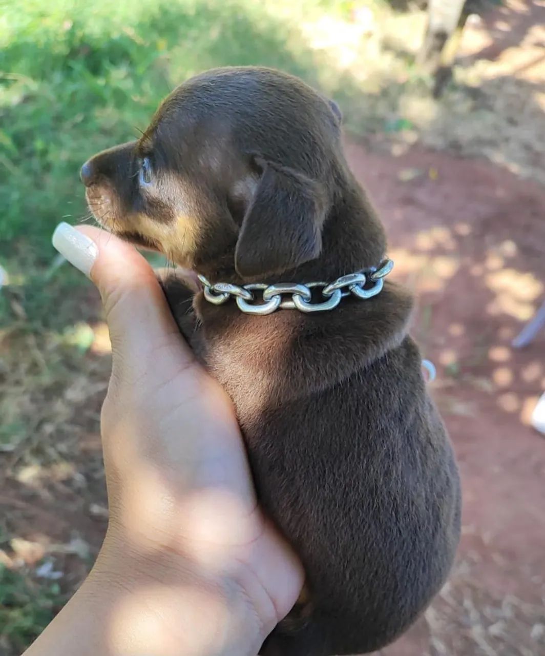 Pinscher  - Foto 2