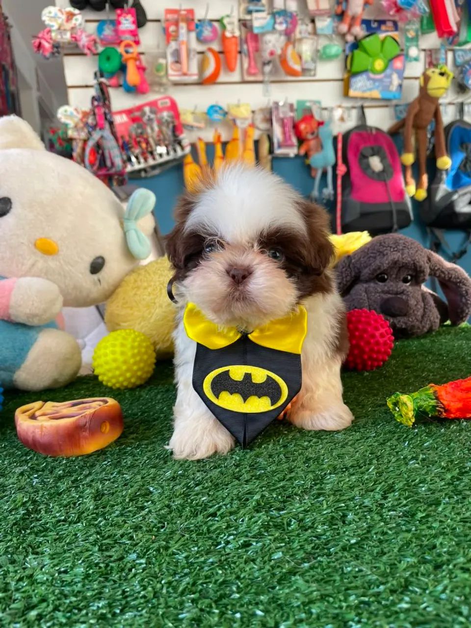 Shihtzu 