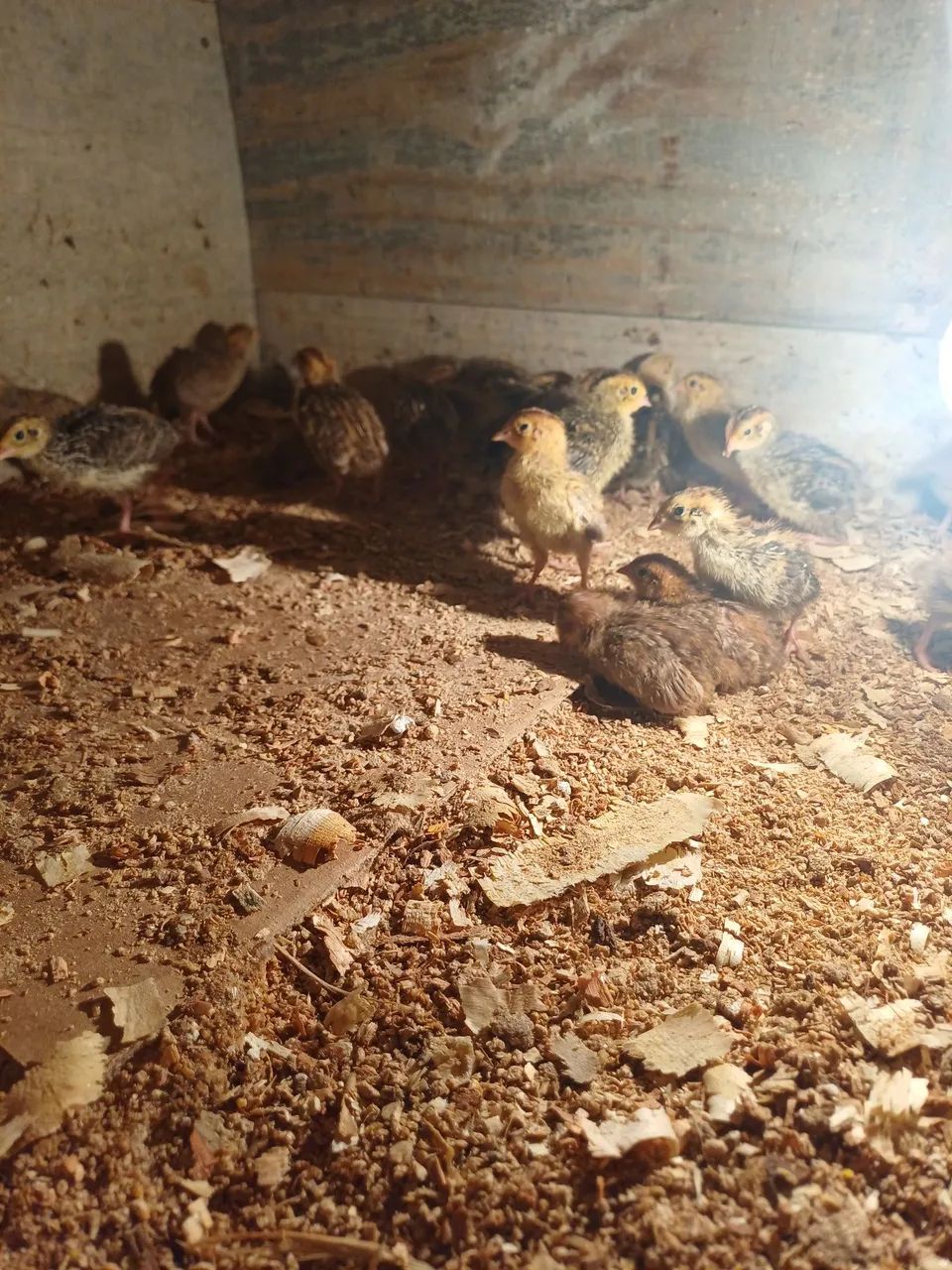Codornas - Foto 4
