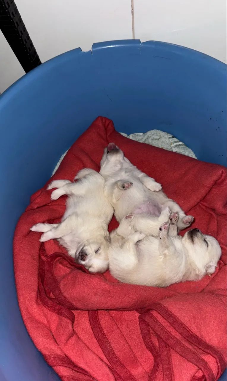 Cachorro  - Foto 4