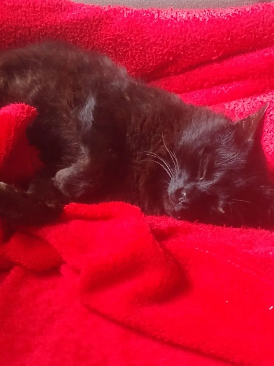 Gatinho procurando um lar. - Foto 2