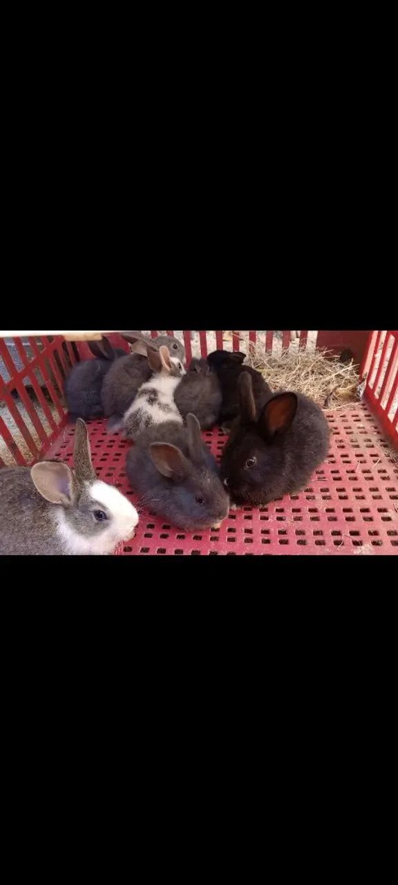 Vendo coelhos! Passo cartão! - Foto 4