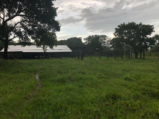 Vendo Fazenda Porteira fechada 80 hectares/DOCUMENTADA - Foto 6