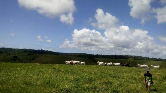 Fazenda para venda em barreiros, barreiros - Foto 4