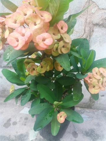 Planta Coroa de Cristo