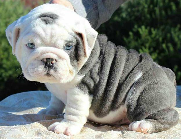 Bulldog Inglês Padreador - Foto 6