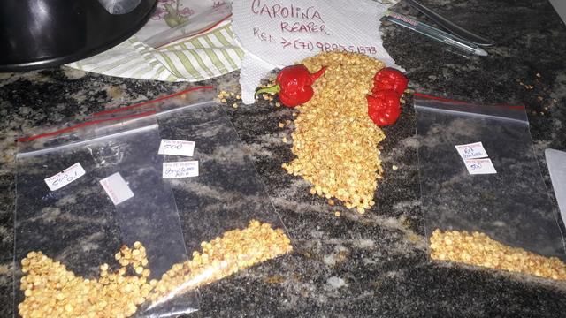 Carolina reaper vermelha sementes - Foto 2