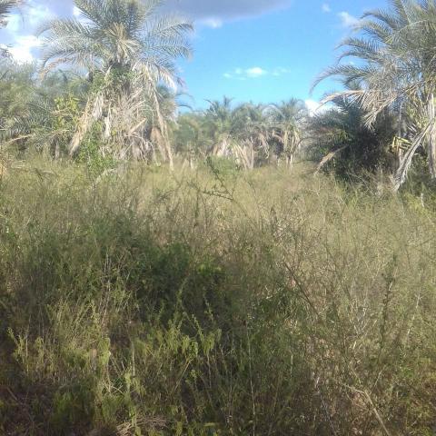 Fazenda em Itaberaba, 78 tarefas, 344 mil metros2 - Foto 8