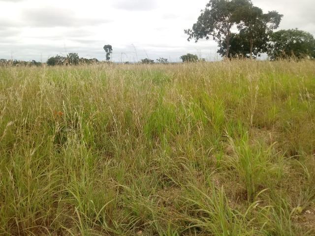 Fazenda para Pecuária com 333 hectares - Foto 6