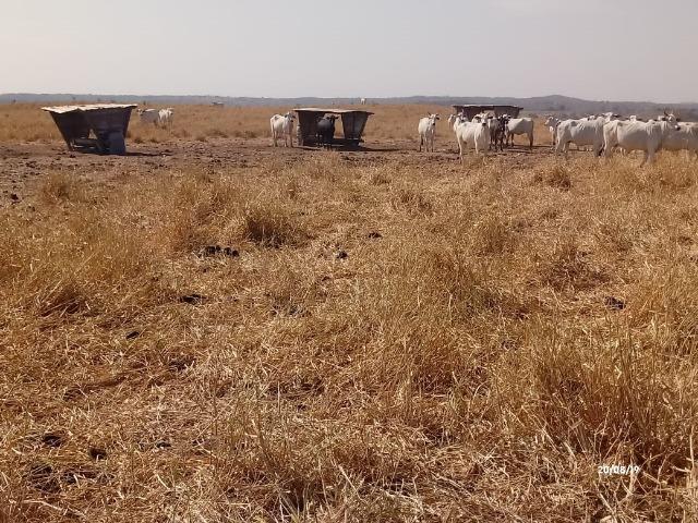 Fazenda abeira do asfalto na estrada da Guia MT 010 apos a entrada de Acorizal - Foto 17