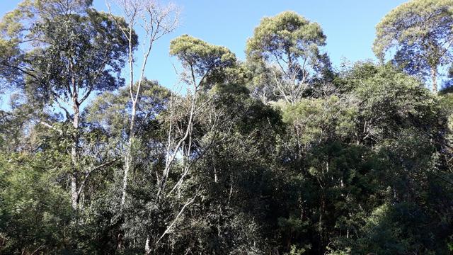Excelente área rural medindo 70.153 m2, São José dos Pinhais - Roça Velha - Foto 3