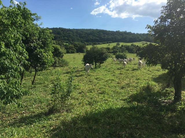 Fazenda Cesarina - Foto 3
