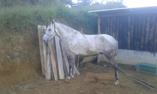Cavalo marcha picada - Foto 3