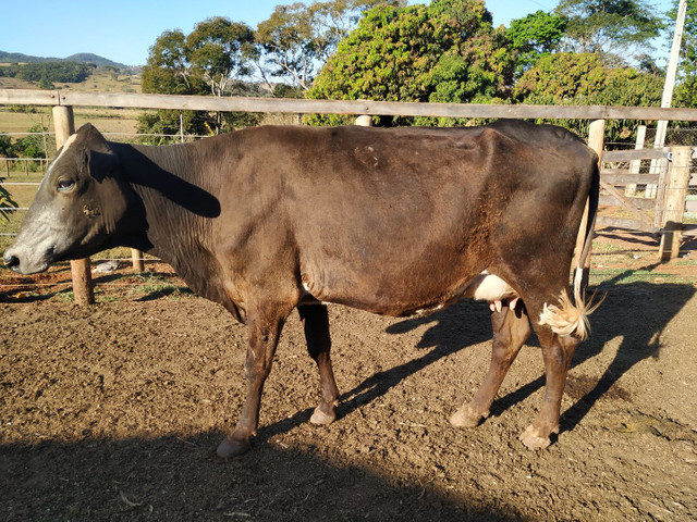 Vacas Leiteiras de excelente padrão - Foto 6