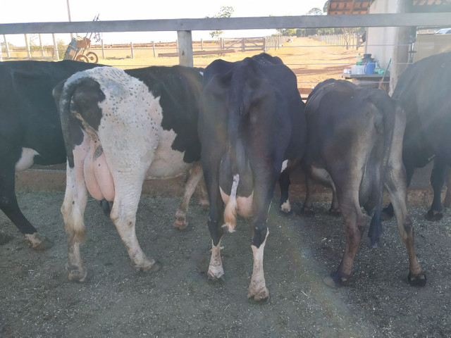 Vacas Leiteiras de excelente padrão - Foto 4