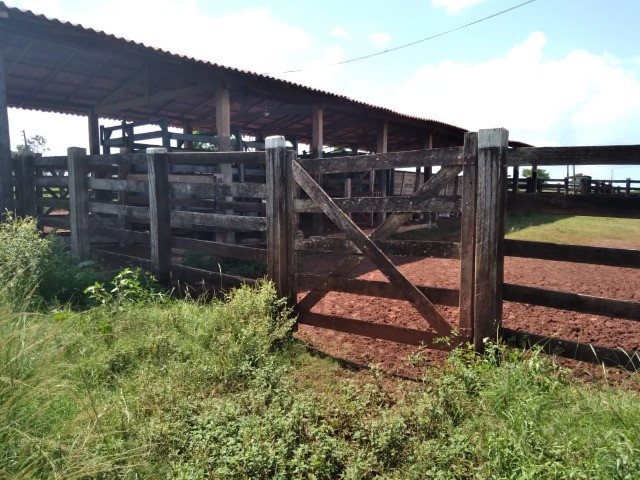 500 alqueres com 270 alqueires abertos dupla aptidão no Pará - Foto 2