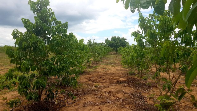 VENDE FAZENDA MARAVILHA  