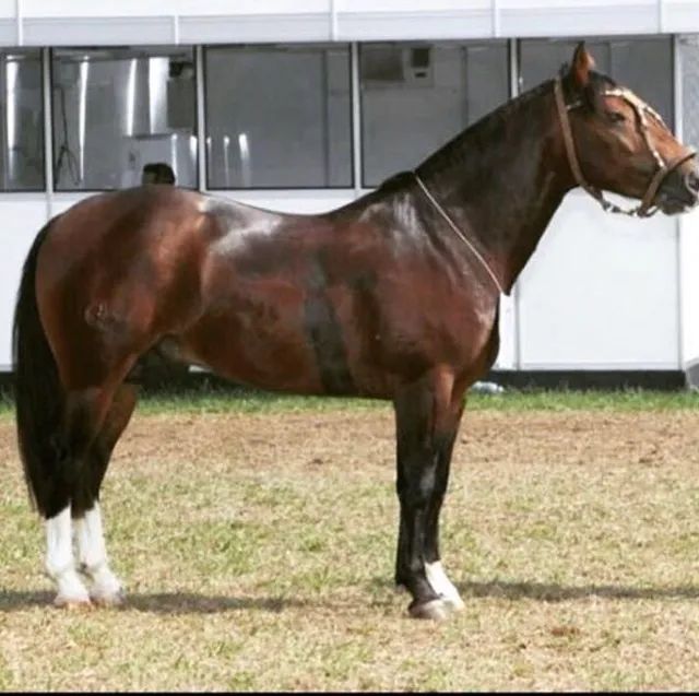 12 ideias de Cavalos e Aperos  cavalos, cavalo crioulo, crioulos