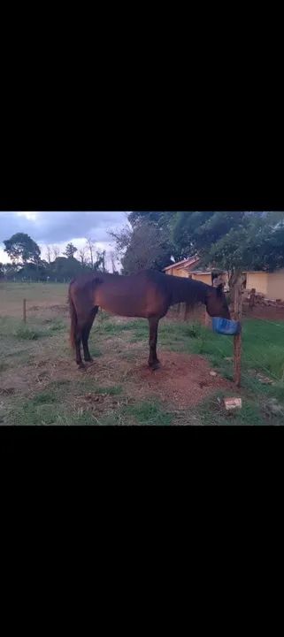 Vendo 3 animais  - Foto 2