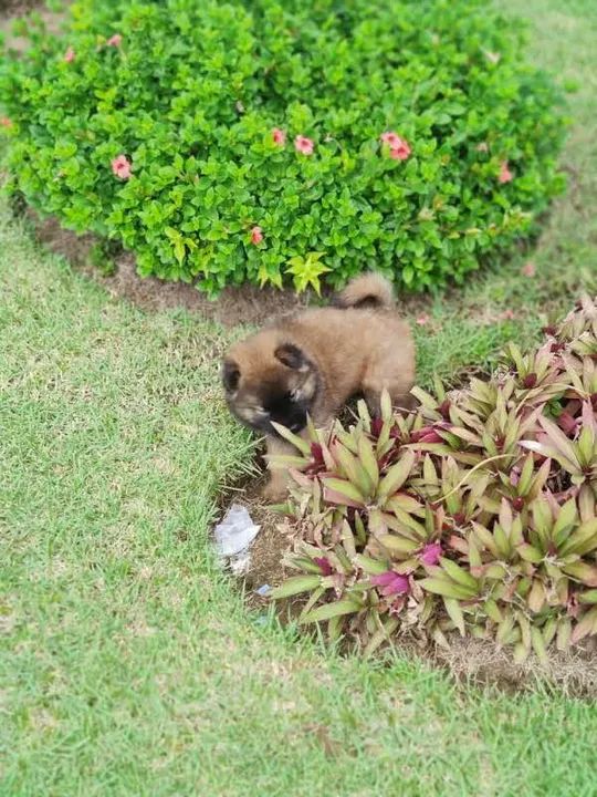 Filhotes de Chow Chow - Foto 3