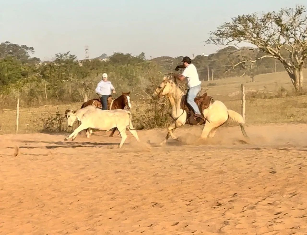 Cavalo quarto de milha de laço  - Foto 3