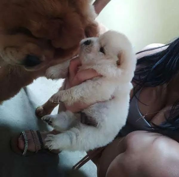 Filhotes de Chow Chow - Foto 4