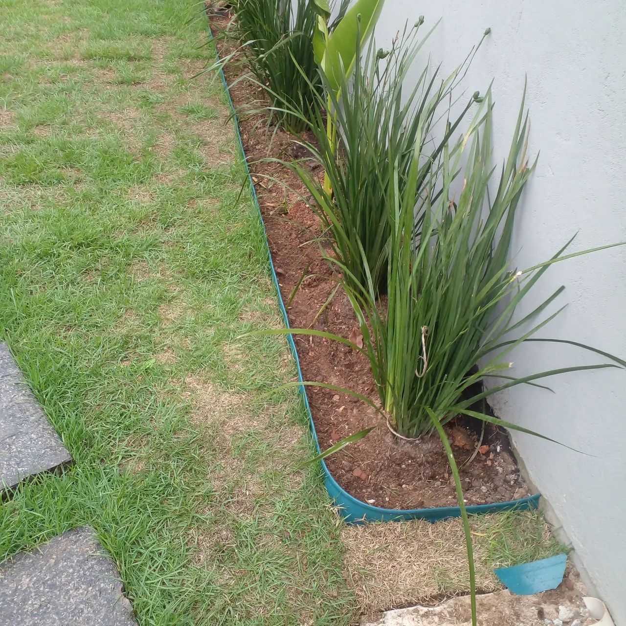 Mudas de Grama Ornamental - Foto 2