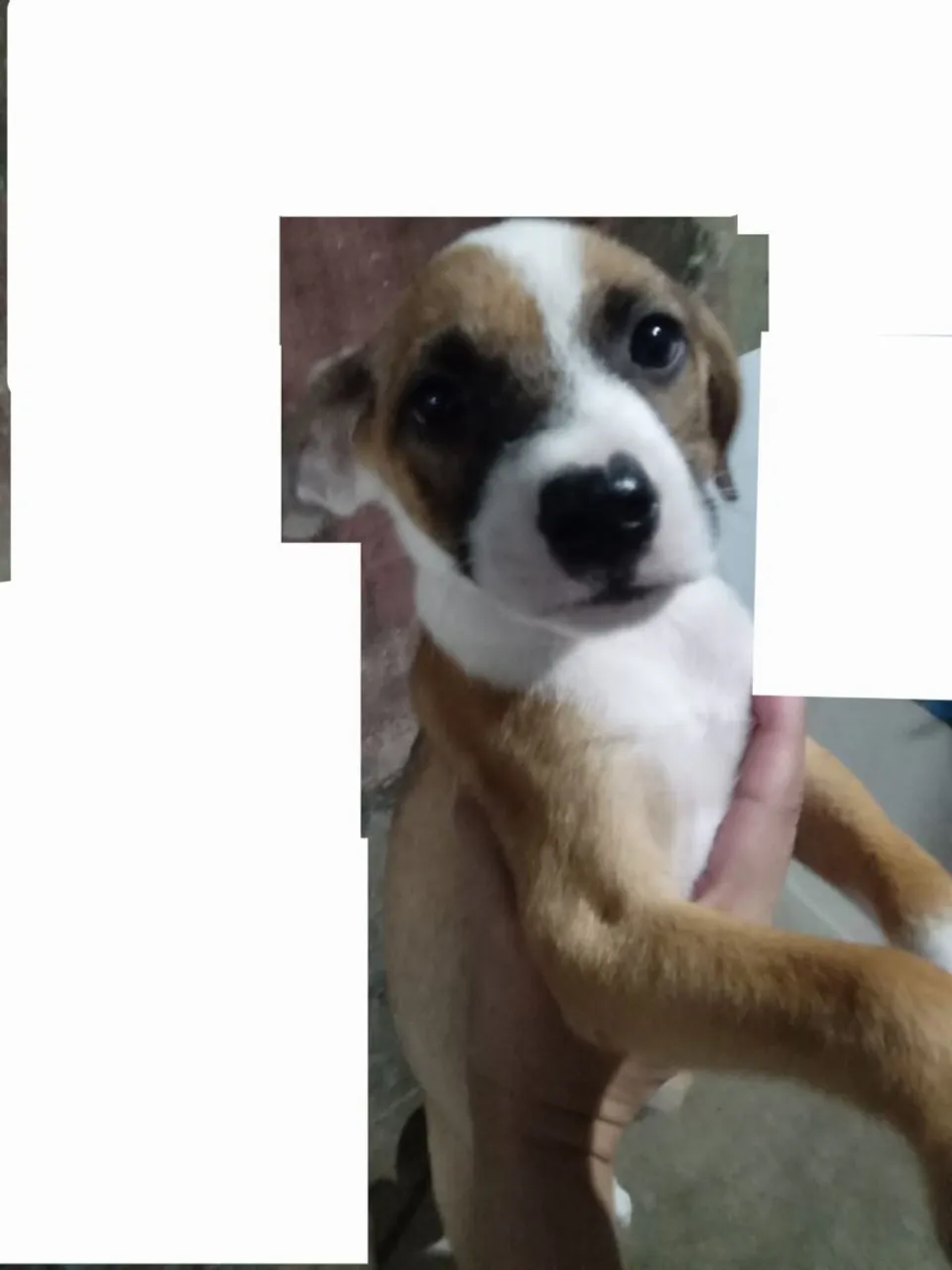 Filhote de cachorro fofo e brincalhão