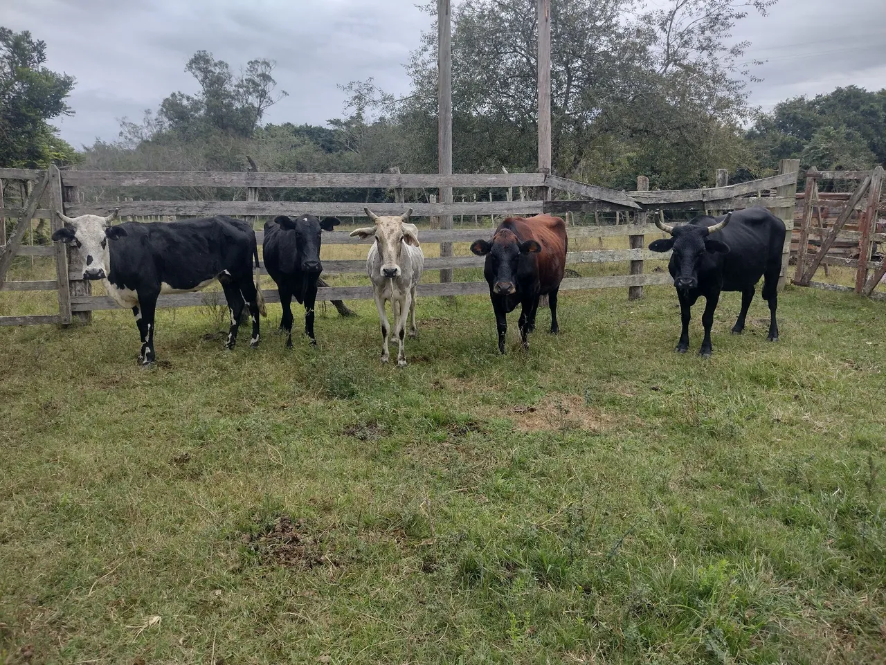 Vacas novas vazias.