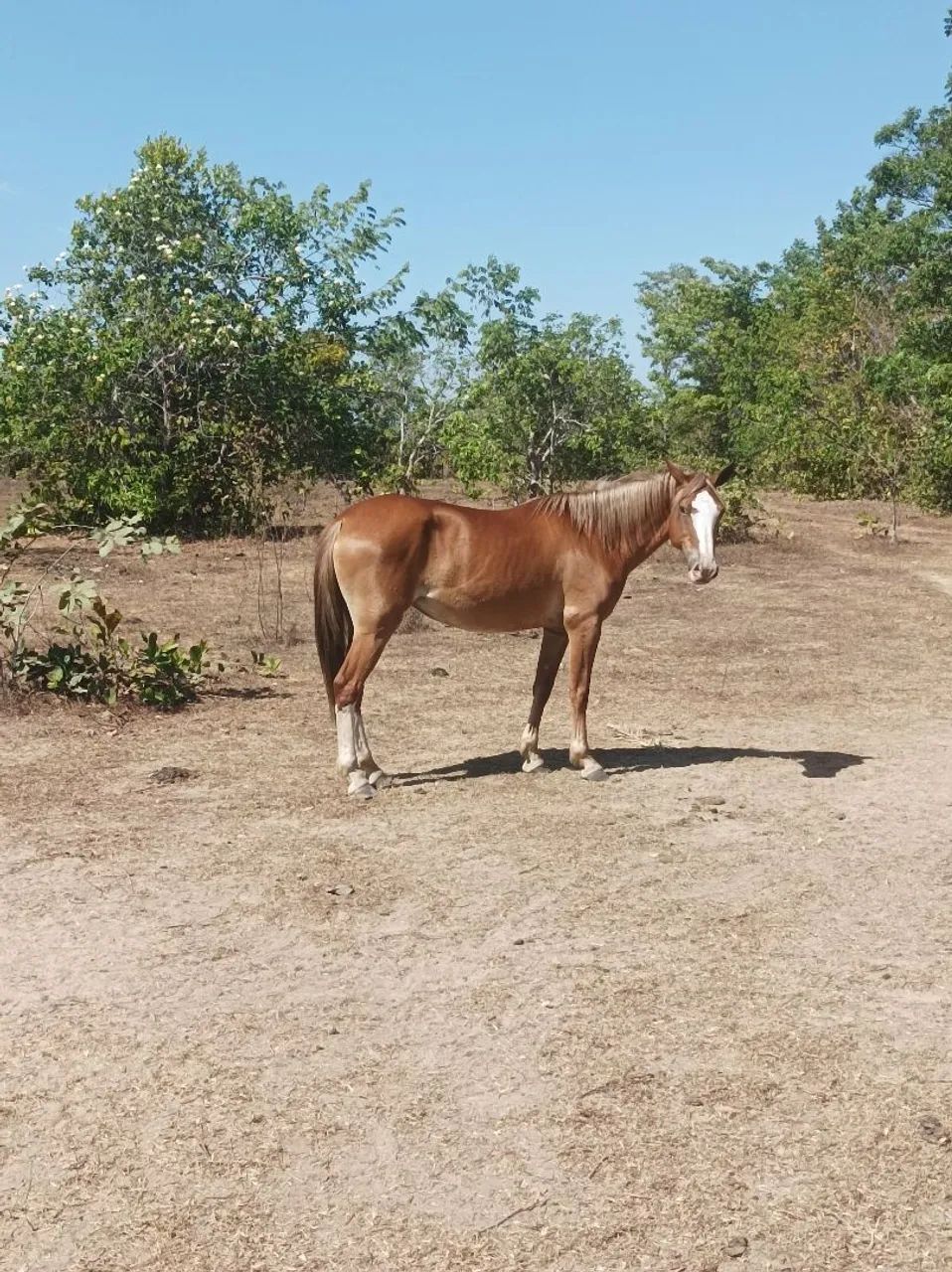 Vendo Égua - Foto 2