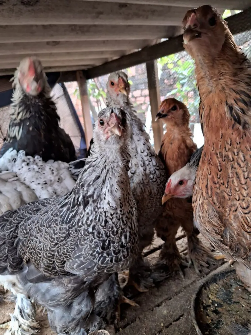 Galos e galinhas Brahma