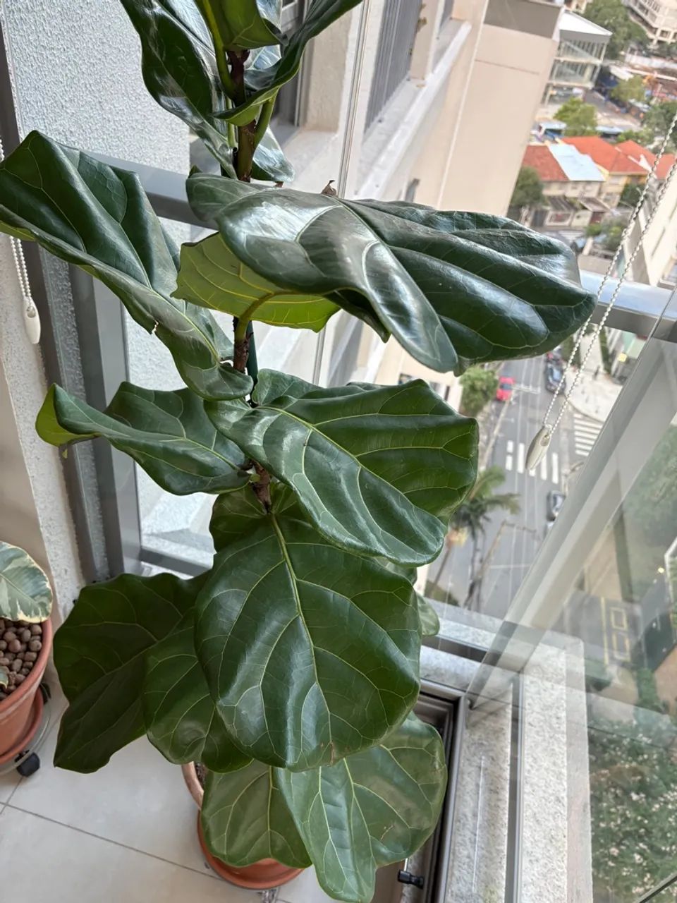 Planta Ficus Lyrata - Foto 3
